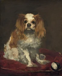 Een King Charles Spaniel