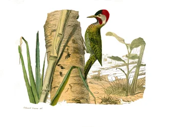 Natuurhistorisch bord: Zoologisch bord met klimmers. Gestreepte piek van Cayenne. Plaat getekend uit de negen delen over vogels in 