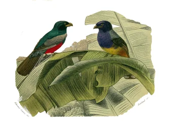 Zoologische plaat met klimmers. De roodbuik en de geelbuik. Illustratie uit 