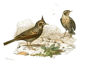 Natuurhistorische plaat: Zoölogische plaat die dentirostrous zangvogels (met inkeping) voorstelt. De cochevis en de moerasleeuwerik. Plaat getekend uit de negen delen over vogels in 