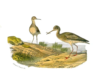 Natuurhistorische plaat: Zoologisch bord met steltlopers