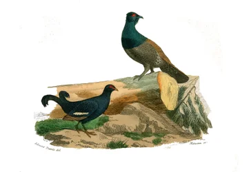 Natuurhistorische plaat: zoölogische plaat met hoendervogels: vorkstaartkorhoenders en ruigpoothoenders. Plaat ontleend aan de negen delen over vogels in 