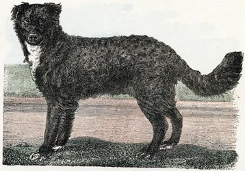 Newfoundland, Newfoundland - "Alphabet illustreert dieren" 19e eeuw (gravure)
