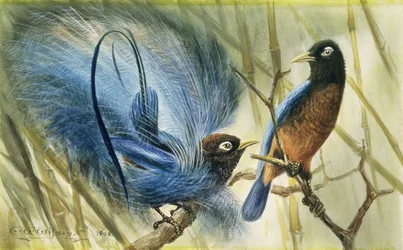 Blauwe vogel van het Paradijs, 1909