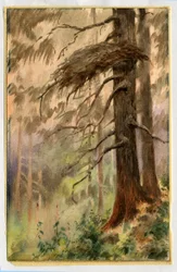 Havikennest