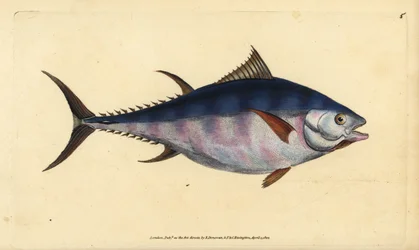 Atlantische blauwvintonijn, Thunnus thynnus (bedreigd). Tonijn, Scomber thynnus. Handgekleurde koperplaat getekend en gegraveerd door Edward Donovan uit zijn Natural History of British Fishes, Donovan en F.C. en J. Rivington, Londen