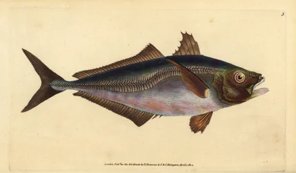 Atlantische horsmakreel, Trachurus trachurus (Horsmakreel, Scomber trachurus). Handgekleurde kopergravure getekend en gegraveerd door Edward Donovan uit zijn Natural History of British Fishes, Donovan en F.C. en J. Rivington, Londen