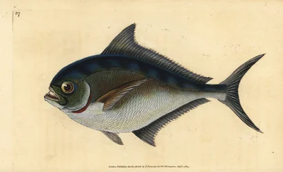 Atlantische tandbrasem, Brama brama