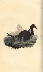Zwartkopmeeuw, Chroicocephalus ridibundus, in zomerkleed met bruine kop. Handgekleurde koperplaat getekend en gegraveerd door Edward Donovan uit zijn eigen Natural History of British Birds, Londen