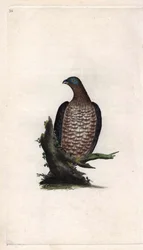 Wespendief. Pernis apivorus. Kopergravure door Edward Donovan (1768-1837), gepubliceerd in Histoire naturelle des oiseaux britanniques, Londen