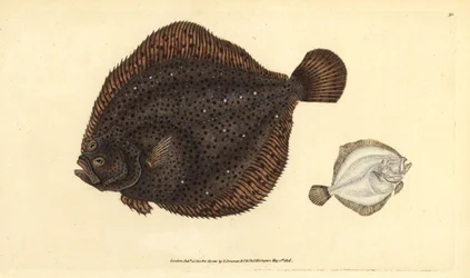 Griet of parel, Scophthalmus rhombus (Pleuronectes rhombus). Handgekleurde kopergravure getekend en gegraveerd door Edward Donovan uit zijn Natural History of British Fishes, Donovan en F.C. en J. Rivington, Londen