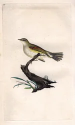 Fitis. Phylloscopus trochilus (Motacilla trochilus). Kopergravure door Edward Donovan (1768-1837), gepubliceerd in Histoire naturelle des oiseaux britanniques, Londen