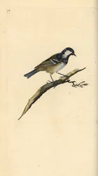 Zwarte mees, Periparus ater. Handgekleurde koperplaat getekend en gegraveerd door Edward Donovan uit zijn eigen Natural History of British Birds, Londen
