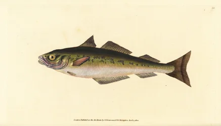 Koolvis of wijting, Pollachius virens (Gadus carbonarius). Handgekleurde koperplaat getekend en gegraveerd door Edward Donovan uit zijn Natural History of British Fishes, Donovan en F.C. en J. Rivington, Londen