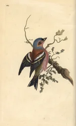 Vink, Fringilla coelebs. Handgekleurde koperplaat getekend en gegraveerd door Edward Donovan uit zijn eigen Natural History of British Birds, Londen