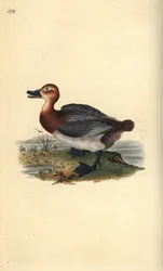 Tafeleend of roodkopwigeon, Aythya ferina (vrouwelijk)