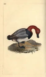 Tafeleend of roodkopwigeon, Aythra ferina (mannetje). Handgekleurde koperplaat getekend en gegraveerd door Edward Donovan uit zijn eigen Natural History of British Birds, Londen