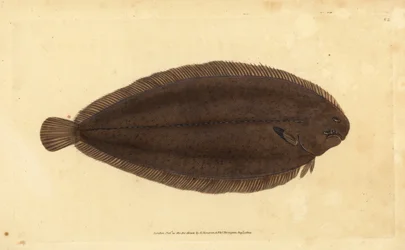 Tong of Dover tong, Solea solea (Pleuronectes solea). Handgekleurde kopergravure getekend en gegraveerd door Edward Donovan uit zijn Natural History of British Fishes, Donovan en F.C. en J. Rivington, Londen