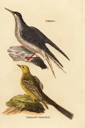 Visdief, Sterna hirundo, en gele kwikstaart, Motacilla flava