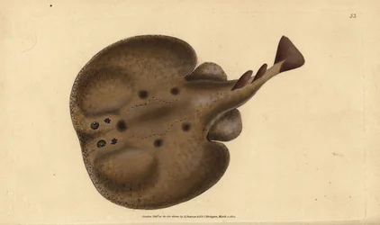 Gewone torpedo of oogrog, Raja torpedo. Handgekleurde koperplaat getekend en gegraveerd door Edward Donovan uit zijn Natural History of British Fishes, Donovan en F.C. en J. Rivington, Londen