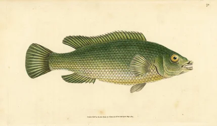Koekooslipvis, Labrus mixtus (Gestreepte lipvis, Labrus lineatus). Handgekleurde koperplaat getekend en gegraveerd door Edward Donovan uit zijn Natural History of British Fishes, Donovan en F.C. en J. Rivington, Londen