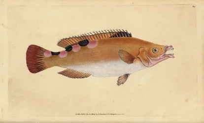 Koekoek lipvis, Labrus mixtus (Trimaculated lipvis, Labrus trimaculatus). Handgekleurde koperplaat getekend en gegraveerd door Edward Donovan uit zijn Natural History of British Fishes, Donovan en F.C. en J. Rivington, Londen
