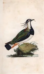 Kievit. Vanellus vanellus (Tringa vanellus). Kopergravure door Edward Donovan (1768-1837), gepubliceerd in Histoire naturelle des oiseaux britanniques, Londen