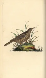 Donkere leeuwerik, Pinarocorys nigricans