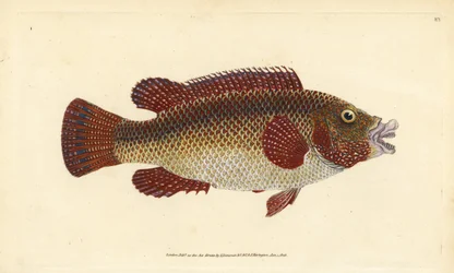 Oost-Atlantische pauwlipvis, Symphodus tinca (oude lipvis of oude vrouw, Labrus tinca). Handgekleurde kopergravure, getekend en gegraveerd door Edward Donovan uit zijn Natural History of British Fishes, Donovan en F.C. en J. Rivington, Londen
