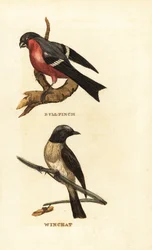 Goudvink, Pyrrhula pyrrhula, en paapje, Saxicola rubetra