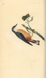 Euraziatische boomklever, Sitta europaea, op een hazelnootboom, Corylus avellana. Handgekleurde koperplaat getekend en gegraveerd door Edward Donovan uit zijn eigen Natural History of British Birds, Londen