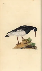 Scholekster, Haematopus ostralegus