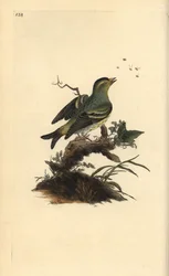 Europese sijs, Carduelis spinus. Handgekleurde koperplaat getekend en gegraveerd door Edward Donovan uit zijn eigen Natural History of British Birds, Londen