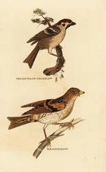 Eurasische huismus, Passer montanus, en keep, Fringilla montifringilla