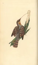 Draaihals, Jynx torquilla. Handgekleurde koperplaat getekend en gegraveerd door Edward Donovan uit zijn eigen Natural History of British Birds, Londen