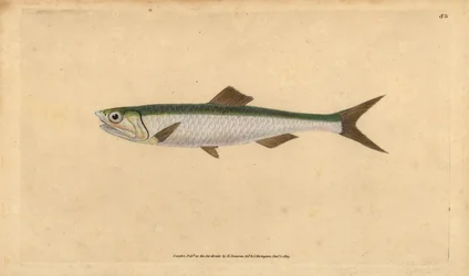 Europese ansjovis, Engraulis encrasicolus. Handgekleurde kopergravure getekend en gegraveerd door Edward Donovan uit zijn Natural History of British Fishes, Donovan en F.C. en J. Rivington, Londen