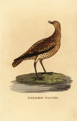 Goudplevier, Pluvialis apricaria