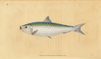 Europese sardine, Sardina pilchardus