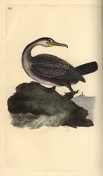 Kuifaalscholver, Phalacrocorax aristotelis. Handgekleurde kopergravure, getekend en gegraveerd door Edward Donovan, uit zijn eigen boek 