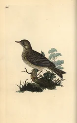 Boomleeuwerik, Alauda minor (of Boompieper, Anthus trivialis?)