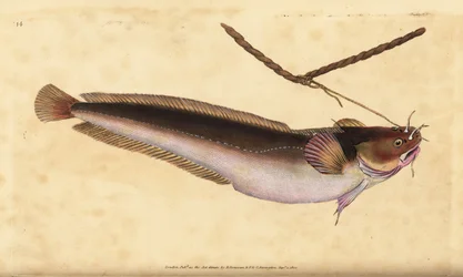 Vijfbaardkabeljauw, Ciliata mustela (Vijfbaardkabeljauw, Gadus mustela). Handgekleurde kopergravure getekend en gegraveerd door Edward Donovan uit zijn Natural History of British Fishes, Donovan en F.C. en J. Rivington, Londen