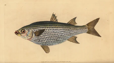 Platkop harder, Mugil cephalus