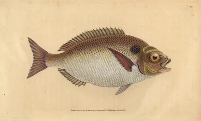 Goudbrasem of lunulaat goudbrasem, Sparus aurata. Handgekleurde koperplaat getekend en gegraveerd door Edward Donovan uit zijn Natural History of British Fishes, Donovan en F.C. en J. Rivington, Londen