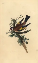 Putter, Carduelis carduelis. Handgekleurde koperplaat getekend en gegraveerd door Edward Donovan uit zijn eigen Natural History of British Birds, Londen