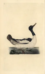 Grote zaagbek, Mergus merganser. Handgekleurde koperplaat getekend en gegraveerd door Edward Donovan uit zijn eigen Natural History of British Birds, Londen
