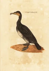 Aalscholver, Phalacrocorax carbo