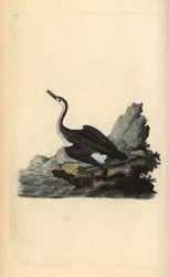 Grote noordse duiker, Gavia immer. Handgekleurde koperplaat getekend en gegraveerd door Edward Donovan uit zijn Natural History of British Birds, Londen