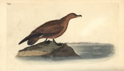 Grote jager, Stercorarius skua