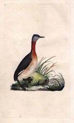 Fuut vrolijk. Podiceps grisegena (Podiceps ruficollis). Kopergravure door Edward Donovan (1768-1837), gepubliceerd in Histoire naturelle des oiseaux britanniques, Londen