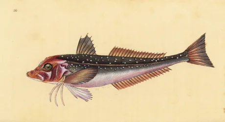 Grijze poon, Eutrigla gurnardus (Trigla gurnardus). Handgekleurde kopergravure getekend en gegraveerd door Edward Donovan uit zijn Natural History of British Fishes, Donovan en F.C. en J. Rivington, Londen